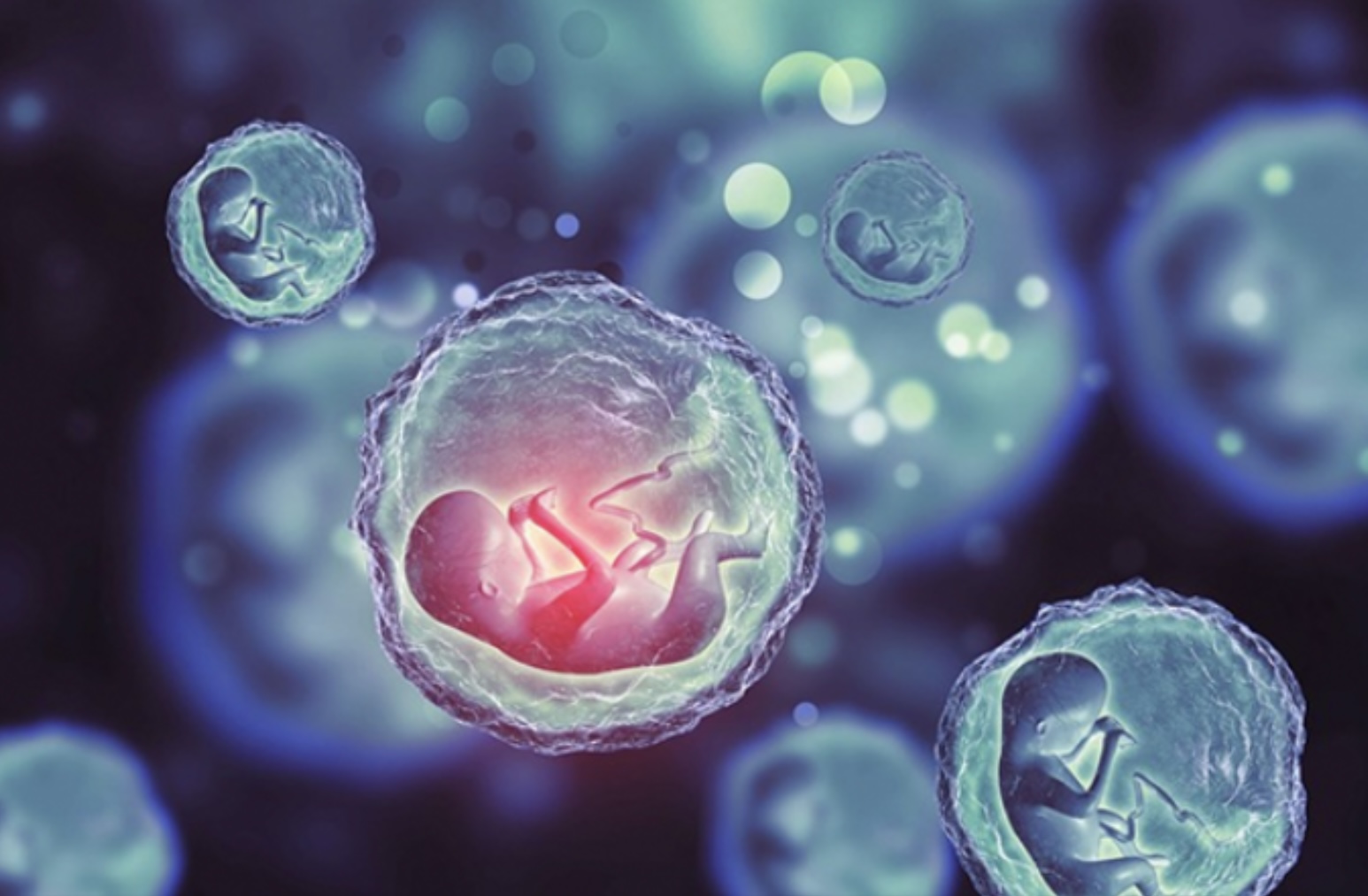 Embriyo Transferi Nedir? Nasıl Yapılır?