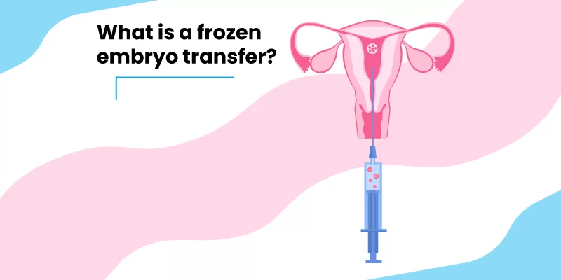 Donmuş Embriyo Transferi (FET) Nedir? Başarı Oranları