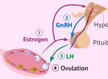 Ovulasyon Bozuklukları: Nadir Hormonal Sorunlar ve Çözümleri