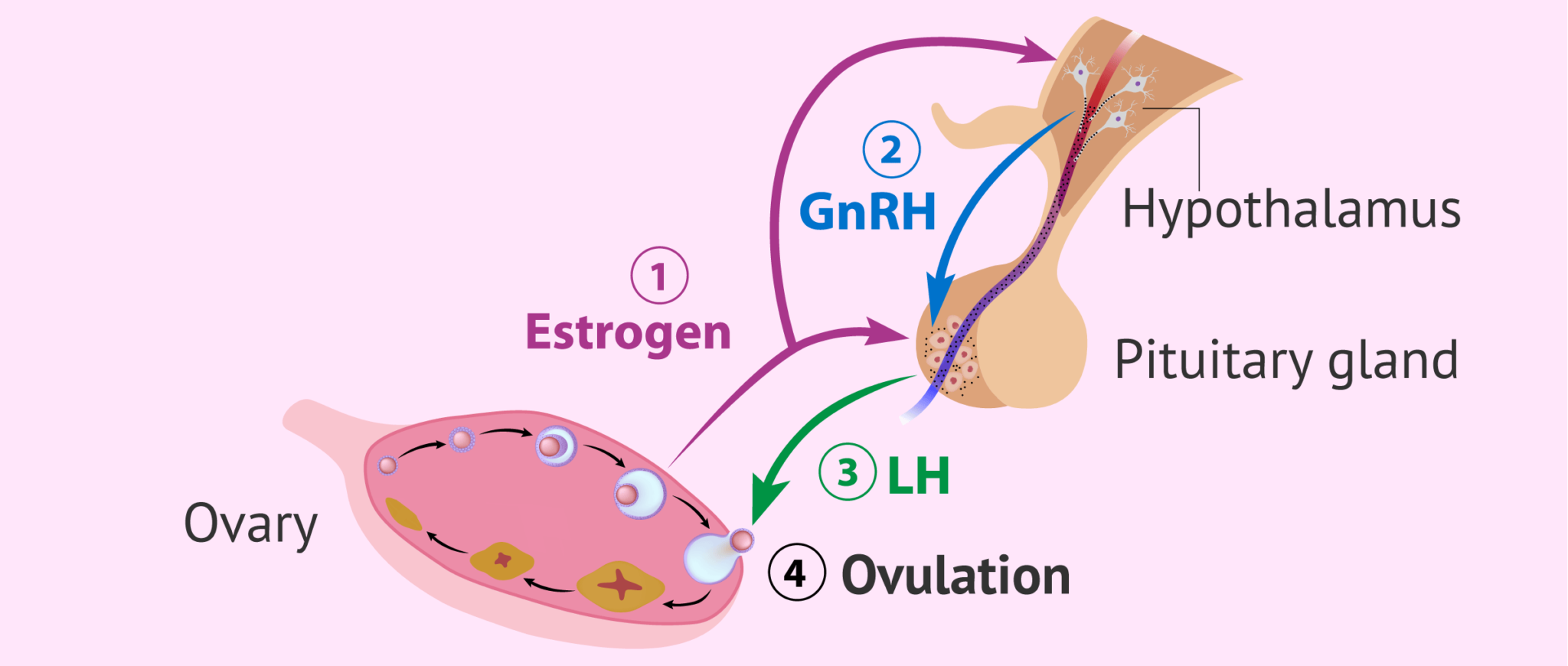 Ovulasyon Bozuklukları: Nadir Hormonal Sorunlar ve Çözümleri